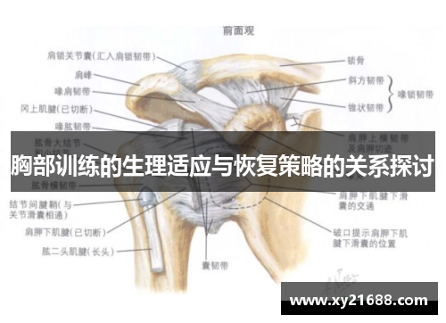 胸部训练的生理适应与恢复策略的关系探讨